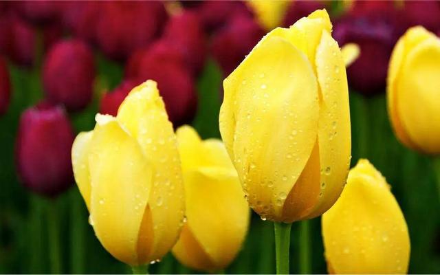 养花不仅能装点家居,美化生活环境,侍弄花草还能陶冶人的心性。别以为养花是现代才流行的事,其实在古代,无论达官贵族还是平头百姓,都喜欢在自己家的庭院里栽种各种花花草草。今天就为大家盘点10种古人喜欢的植物。 梅花 因其经冬不衰,傲雪而开,梅花与松、竹亦并称“岁寒三友”。严冬腊月,阴风肆虐大雪纷飞之际,也是梅花迎寒斗雪之时。“不要人夸颜色好,只留清气满乾坤。”梅花从古至今一直是冰清玉洁、坚贞顽强的代表,更是深受文人士大夫的喜爱和赞扬。 自古以来受欢迎的10种花草,每种都带着古韵风雅 养护要点 梅花喜 养花不仅能装点家居,美化生活环境,侍弄花草还能陶冶人的心性。别以为养花是现代才流行的事,其实在古代,无论达官贵族还是平头百姓,都喜欢在自己家的庭院里栽种各种花花草草。今天就为大家盘点10种古人喜欢的植物。 梅花 因其经冬不衰,傲雪而开,梅花与松、竹亦并称“岁寒三友”。严冬腊月,阴风肆虐大雪纷飞之际,也是梅花迎寒斗雪之时。“不要人夸颜色好,只留清气满乾坤。”梅花从古至今一直是冰清玉洁、坚贞顽强的代表,更是深受文人士大夫的喜爱和赞扬。 自古以来受欢迎的10种花草,每种都带着古韵风雅 养护要点 梅花喜