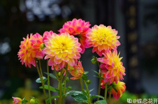 养花人的理想生活：找个小院子，守着四季花开