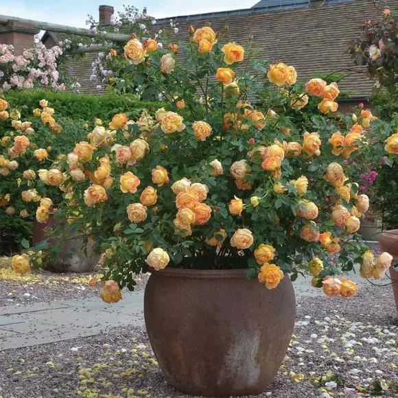 自古以来受欢迎的10种花草，每种都带着古韵风雅