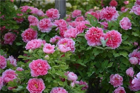 自古以来受欢迎的10种花草，每种都带着古韵风雅