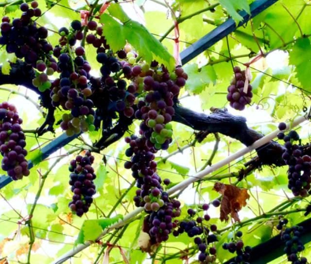 养花人的理想生活：找个小院子，守着四季花开