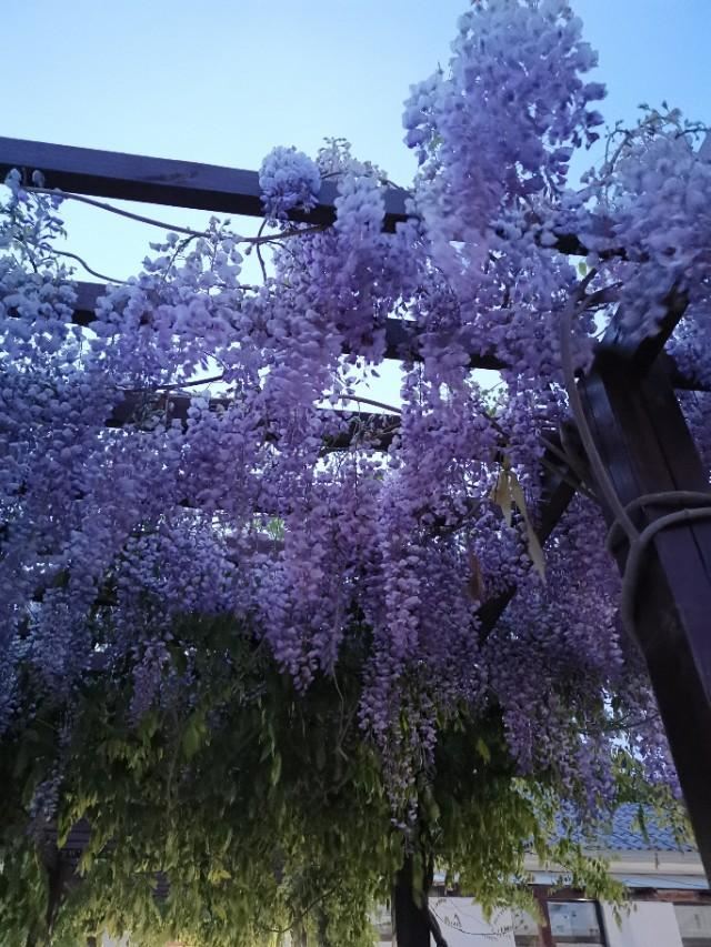 浪漫的紫藤花