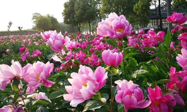 自古以来受欢迎的10种花草，每种都带着古韵风雅