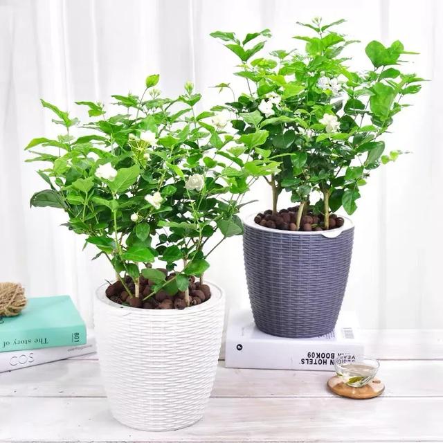 自古以来受欢迎的10种花草，每种都带着古韵风雅