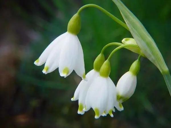 养花不仅能装点家居,美化生活环境,侍弄花草还能陶冶人的心性。别以为养花是现代才流行的事,其实在古代,无论达官贵族还是平头百姓,都喜欢在自己家的庭院里栽种各种花花草草。今天就为大家盘点10种古人喜欢的植物。 梅花 因其经冬不衰,傲雪而开,梅花与松、竹亦并称“岁寒三友”。严冬腊月,阴风肆虐大雪纷飞之际,也是梅花迎寒斗雪之时。“不要人夸颜色好,只留清气满乾坤。”梅花从古至今一直是冰清玉洁、坚贞顽强的代表,更是深受文人士大夫的喜爱和赞扬。 自古以来受欢迎的10种花草,每种都带着古韵风雅 养护要点 梅花喜 养花不仅能装点家居,美化生活环境,侍弄花草还能陶冶人的心性。别以为养花是现代才流行的事,其实在古代,无论达官贵族还是平头百姓,都喜欢在自己家的庭院里栽种各种花花草草。今天就为大家盘点10种古人喜欢的植物。 梅花 因其经冬不衰,傲雪而开,梅花与松、竹亦并称“岁寒三友”。严冬腊月,阴风肆虐大雪纷飞之际,也是梅花迎寒斗雪之时。“不要人夸颜色好,只留清气满乾坤。”梅花从古至今一直是冰清玉洁、坚贞顽强的代表,更是深受文人士大夫的喜爱和赞扬。 自古以来受欢迎的10种花草,每种都带着古韵风雅 养护要点 梅花喜