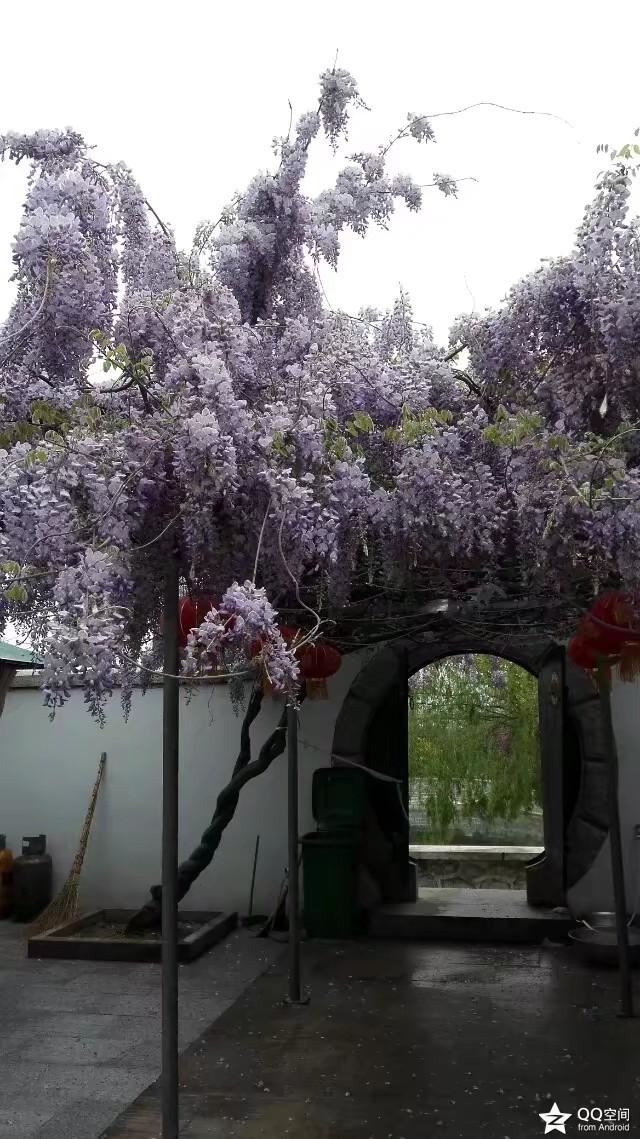 浪漫的紫藤花