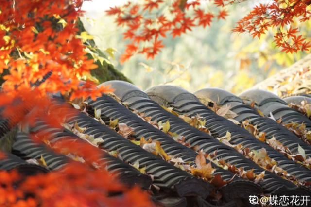 养花人的理想生活：找个小院子，守着四季花开