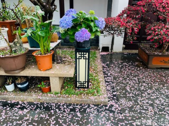 养花人的理想生活：找个小院子，守着四季花开