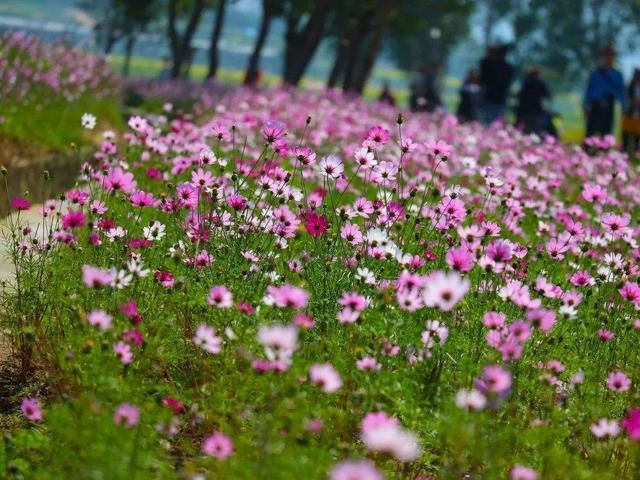 一颗种子摇身变,花盆一撒便开花,莫可错过这个春天 一颗种子摇身变,花盆一撒便开花,莫可错过这个春天