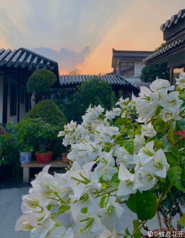 养花人的理想生活：找个小院子，守着四季花开