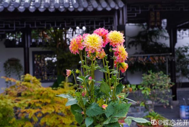 养花人的理想生活：找个小院子，守着四季花开