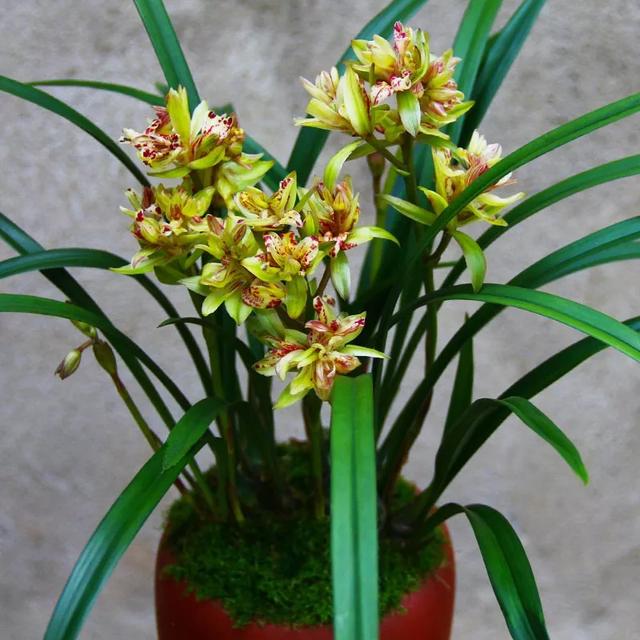 自古以来受欢迎的10种花草，每种都带着古韵风雅