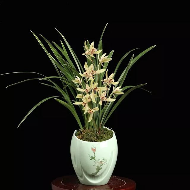 自古以来受欢迎的10种花草，每种都带着古韵风雅