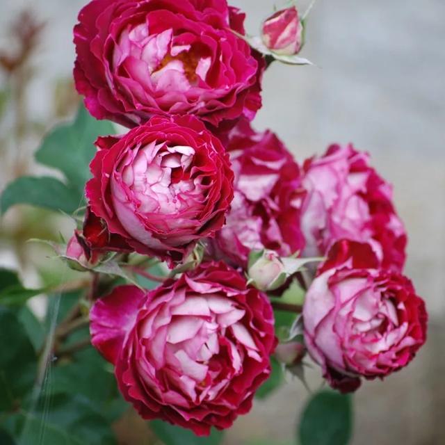 自古以来受欢迎的10种花草，每种都带着古韵风雅