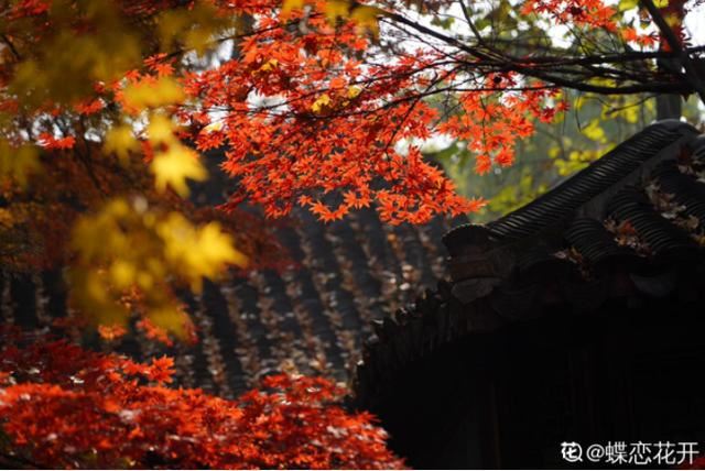 养花人的理想生活：找个小院子，守着四季花开