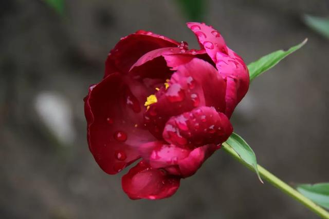 自古以来受欢迎的10种花草，每种都带着古韵风雅