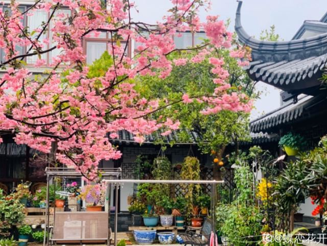 养花人的理想生活：找个小院子，守着四季花开