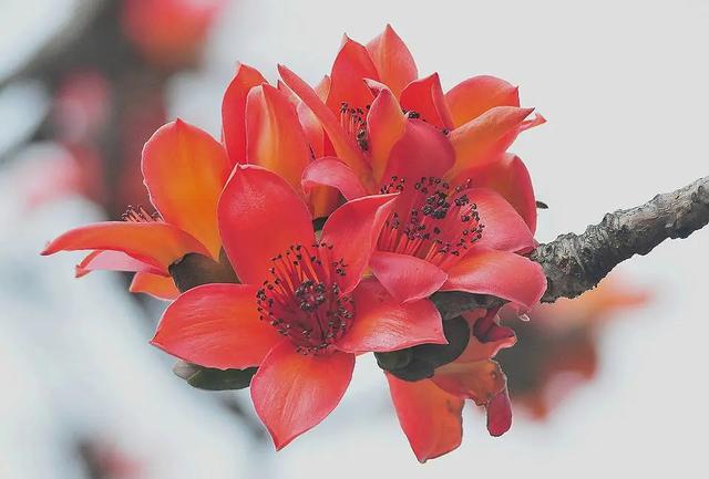 养花不仅能装点家居,美化生活环境,侍弄花草还能陶冶人的心性。别以为养花是现代才流行的事,其实在古代,无论达官贵族还是平头百姓,都喜欢在自己家的庭院里栽种各种花花草草。今天就为大家盘点10种古人喜欢的植物。 梅花 因其经冬不衰,傲雪而开,梅花与松、竹亦并称“岁寒三友”。严冬腊月,阴风肆虐大雪纷飞之际,也是梅花迎寒斗雪之时。“不要人夸颜色好,只留清气满乾坤。”梅花从古至今一直是冰清玉洁、坚贞顽强的代表,更是深受文人士大夫的喜爱和赞扬。 自古以来受欢迎的10种花草,每种都带着古韵风雅 养护要点 梅花喜 养花不仅能装点家居,美化生活环境,侍弄花草还能陶冶人的心性。别以为养花是现代才流行的事,其实在古代,无论达官贵族还是平头百姓,都喜欢在自己家的庭院里栽种各种花花草草。今天就为大家盘点10种古人喜欢的植物。 梅花 因其经冬不衰,傲雪而开,梅花与松、竹亦并称“岁寒三友”。严冬腊月,阴风肆虐大雪纷飞之际,也是梅花迎寒斗雪之时。“不要人夸颜色好,只留清气满乾坤。”梅花从古至今一直是冰清玉洁、坚贞顽强的代表,更是深受文人士大夫的喜爱和赞扬。 自古以来受欢迎的10种花草,每种都带着古韵风雅 养护要点 梅花喜