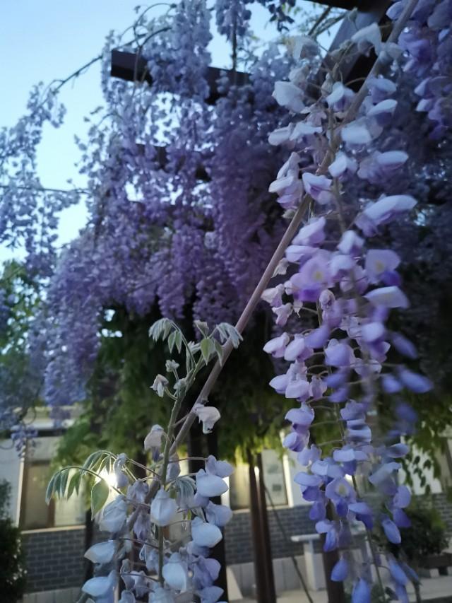 浪漫的紫藤花