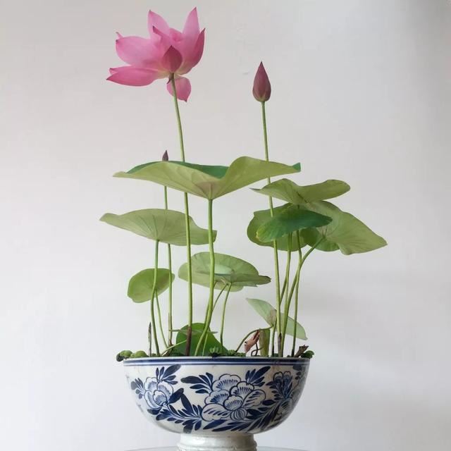 自古以来受欢迎的10种花草，每种都带着古韵风雅