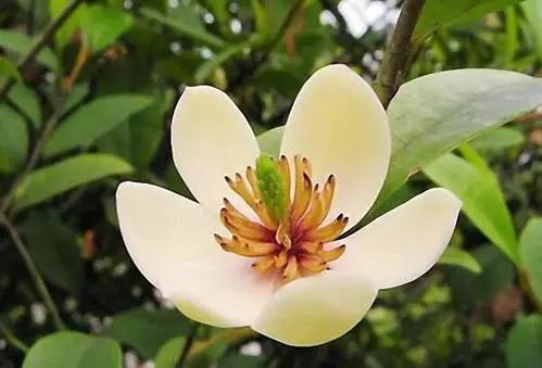 养花不仅能装点家居,美化生活环境,侍弄花草还能陶冶人的心性。别以为养花是现代才流行的事,其实在古代,无论达官贵族还是平头百姓,都喜欢在自己家的庭院里栽种各种花花草草。今天就为大家盘点10种古人喜欢的植物。 梅花 因其经冬不衰,傲雪而开,梅花与松、竹亦并称“岁寒三友”。严冬腊月,阴风肆虐大雪纷飞之际,也是梅花迎寒斗雪之时。“不要人夸颜色好,只留清气满乾坤。”梅花从古至今一直是冰清玉洁、坚贞顽强的代表,更是深受文人士大夫的喜爱和赞扬。 自古以来受欢迎的10种花草,每种都带着古韵风雅 养护要点 梅花喜 养花不仅能装点家居,美化生活环境,侍弄花草还能陶冶人的心性。别以为养花是现代才流行的事,其实在古代,无论达官贵族还是平头百姓,都喜欢在自己家的庭院里栽种各种花花草草。今天就为大家盘点10种古人喜欢的植物。 梅花 因其经冬不衰,傲雪而开,梅花与松、竹亦并称“岁寒三友”。严冬腊月,阴风肆虐大雪纷飞之际,也是梅花迎寒斗雪之时。“不要人夸颜色好,只留清气满乾坤。”梅花从古至今一直是冰清玉洁、坚贞顽强的代表,更是深受文人士大夫的喜爱和赞扬。 自古以来受欢迎的10种花草,每种都带着古韵风雅 养护要点 梅花喜