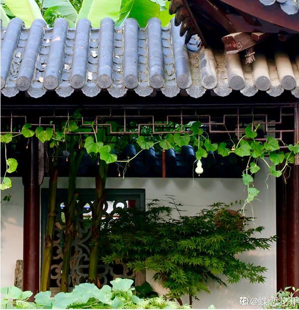 养花人的理想生活：找个小院子，守着四季花开