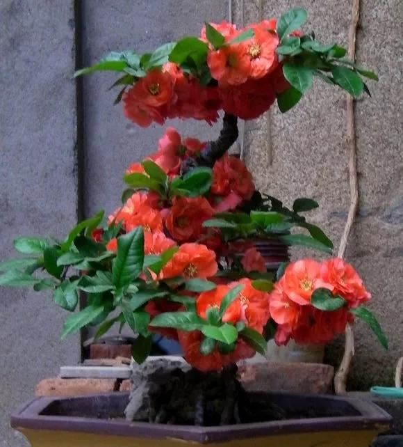 自古以来受欢迎的10种花草，每种都带着古韵风雅