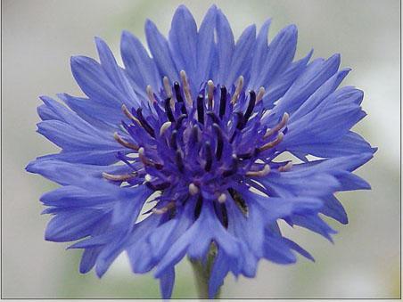 世界十大国花，你们认为哪个国家的国花最漂亮呢?