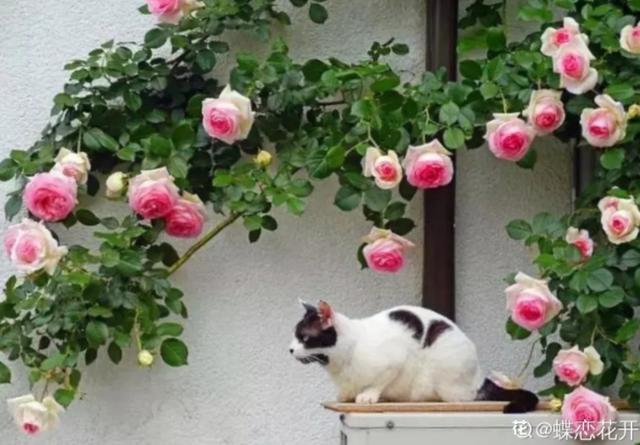 养花人的理想生活：找个小院子，守着四季花开