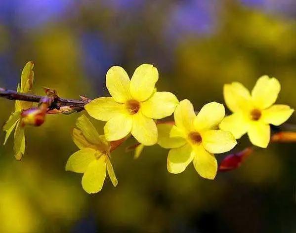 养花不仅能装点家居,美化生活环境,侍弄花草还能陶冶人的心性。别以为养花是现代才流行的事,其实在古代,无论达官贵族还是平头百姓,都喜欢在自己家的庭院里栽种各种花花草草。今天就为大家盘点10种古人喜欢的植物。 梅花 因其经冬不衰,傲雪而开,梅花与松、竹亦并称“岁寒三友”。严冬腊月,阴风肆虐大雪纷飞之际,也是梅花迎寒斗雪之时。“不要人夸颜色好,只留清气满乾坤。”梅花从古至今一直是冰清玉洁、坚贞顽强的代表,更是深受文人士大夫的喜爱和赞扬。 自古以来受欢迎的10种花草,每种都带着古韵风雅 养护要点 梅花喜 养花不仅能装点家居,美化生活环境,侍弄花草还能陶冶人的心性。别以为养花是现代才流行的事,其实在古代,无论达官贵族还是平头百姓,都喜欢在自己家的庭院里栽种各种花花草草。今天就为大家盘点10种古人喜欢的植物。 梅花 因其经冬不衰,傲雪而开,梅花与松、竹亦并称“岁寒三友”。严冬腊月,阴风肆虐大雪纷飞之际,也是梅花迎寒斗雪之时。“不要人夸颜色好,只留清气满乾坤。”梅花从古至今一直是冰清玉洁、坚贞顽强的代表,更是深受文人士大夫的喜爱和赞扬。 自古以来受欢迎的10种花草,每种都带着古韵风雅 养护要点 梅花喜