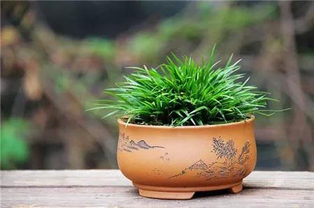 自古以来受欢迎的10种花草，每种都带着古韵风雅