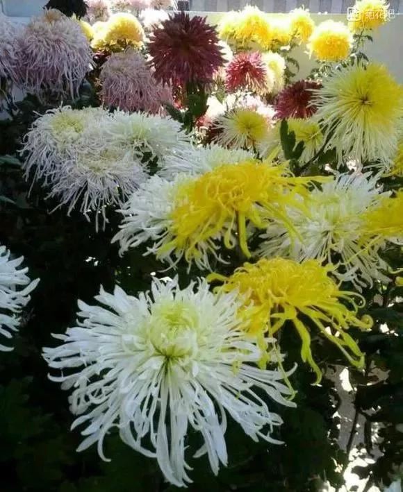 自古以来受欢迎的10种花草，每种都带着古韵风雅