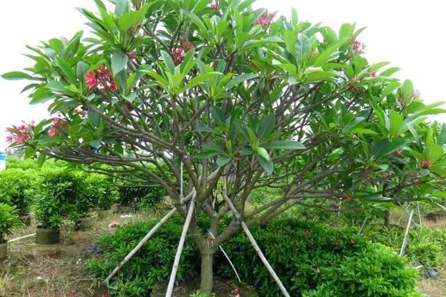 红花鸡蛋花聚伞花序顶生，花冠漏斗状，粉红色，具芳香