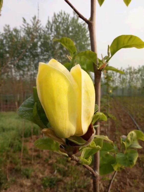 黄色玉兰品种知多少