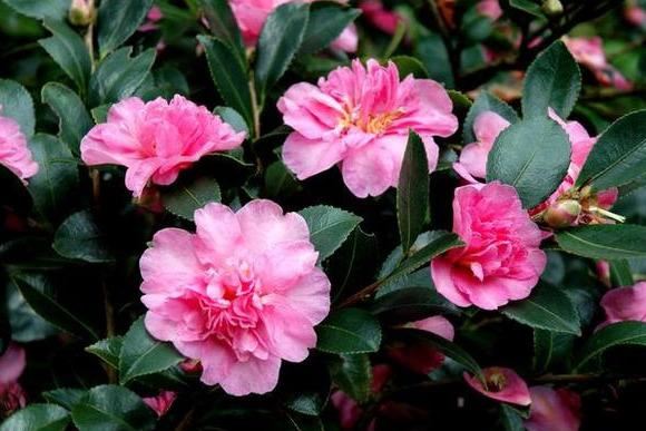 邀您共赏——山茶花