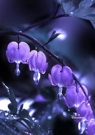 荷包牡丹花，真漂亮