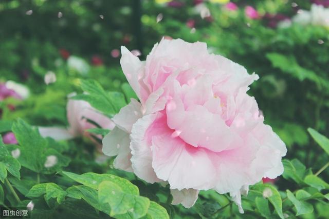 不愧是国花，牡丹花真漂亮