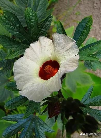 鲜花朵朵迎春来