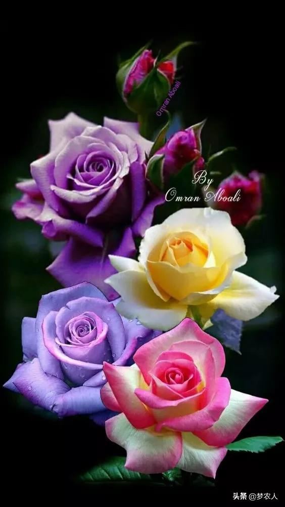 玫瑰世间难得的美