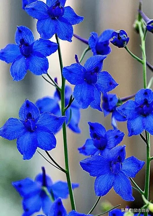 鲜花朵朵迎春来