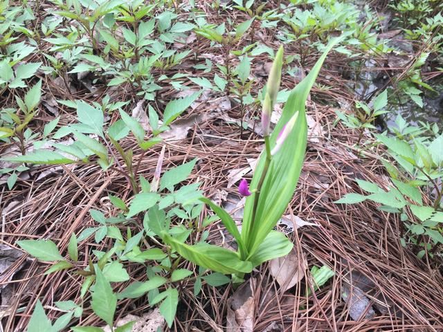 种植一亩兰科白芨，成为村里的美景，分享购种、盆栽繁殖的经验