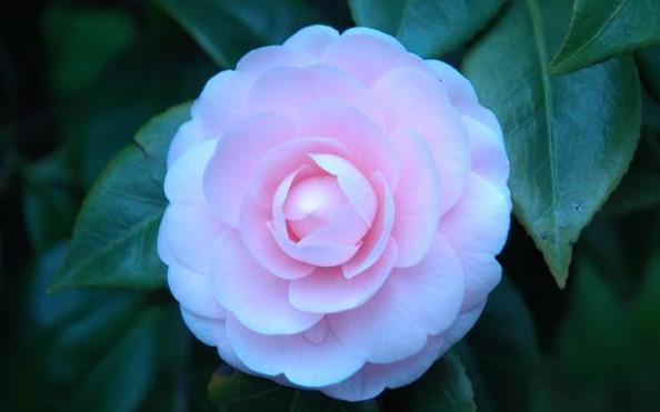 邀您共赏——山茶花