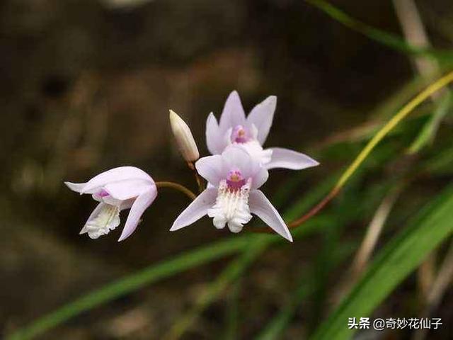 既耐阴又耐寒的宿根花卉白芨，花朵娇美别名热带兰花