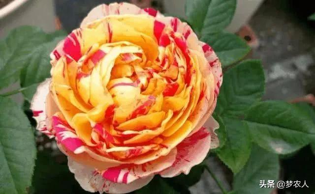 玫瑰世间难得的美