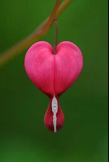 荷包牡丹花，真漂亮