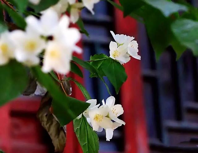 太平花～犹如玉蝶飞舞，花香似梅如兰