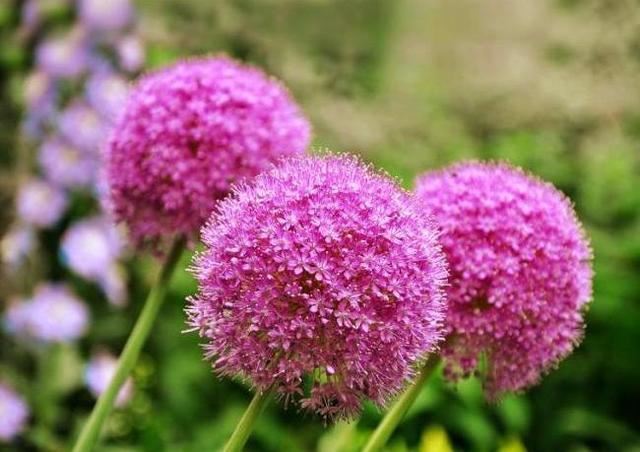 大花葱开紫红粉,聪明可爱小圆球 大花葱开紫红粉,聪明可爱小圆球