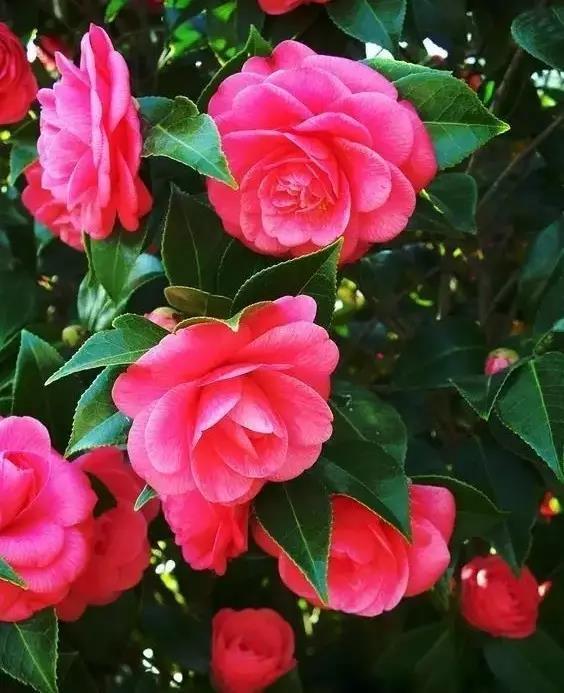 邀您共赏——山茶花