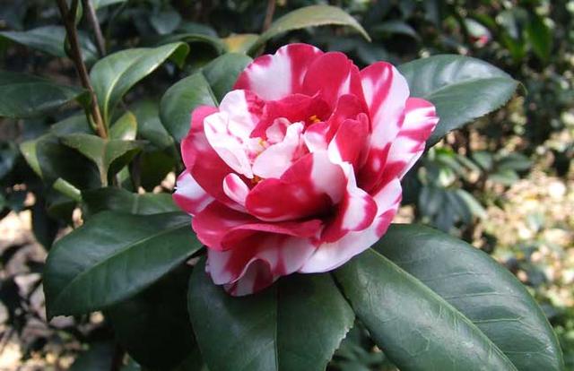 邀您共赏——山茶花