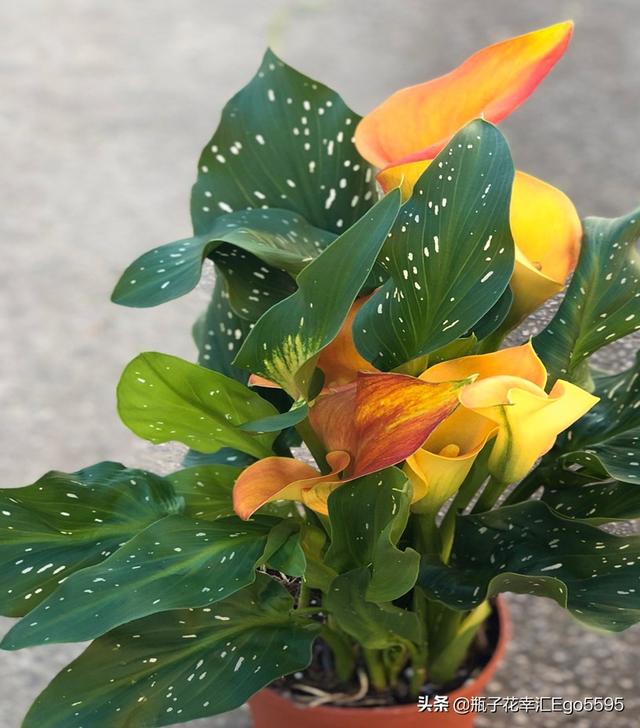 简单的花型，却透视出高雅的魅力，凛然而美丽的马蹄莲